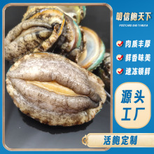 定制鲜活冷冻鲍鱼商用海鲜市场整箱批发深海带壳去内脏鲍鱼肉