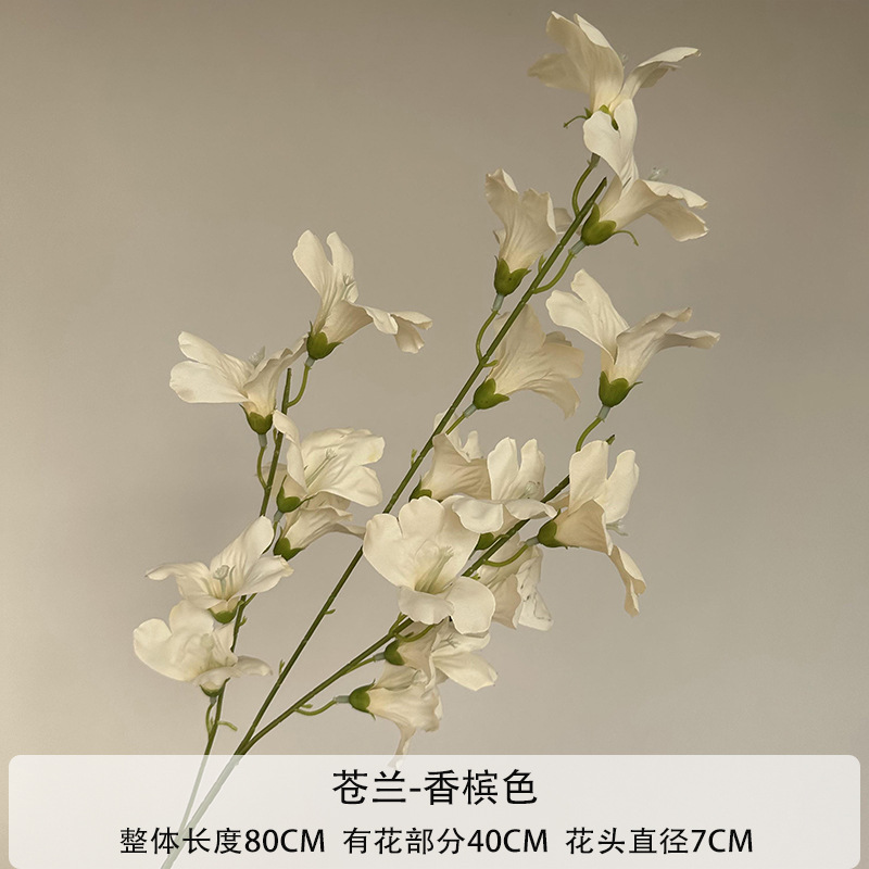 샴페인
