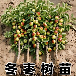 �������󗗳��𶬗��������ͥԺ���԰���մ�����ϱ����Nֲˮ��