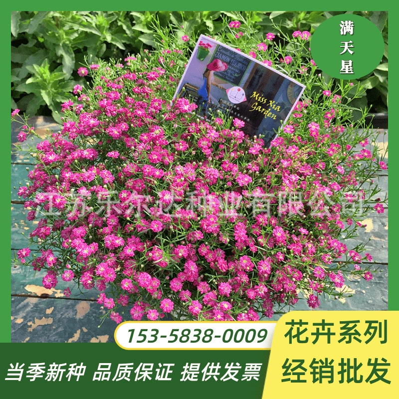 Семена цветов многолетние травы Семена Гипсофилы декоративные растения двор Садоводство цветы в горшке трава цветочные семена