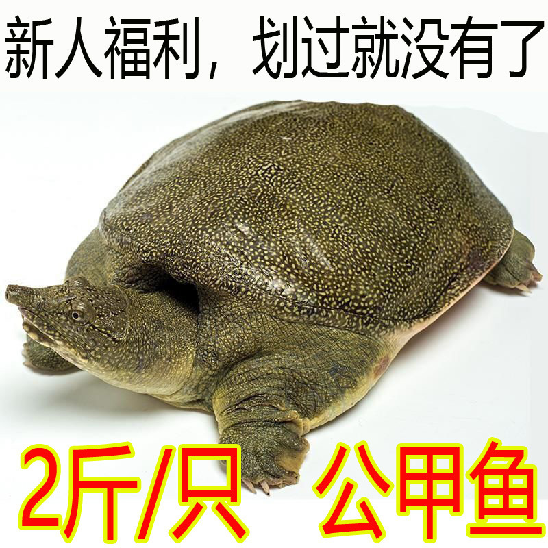 甲鱼活体鲜活包邮食用养殖卤味小甲鱼苗小中华鳖水鱼团鱼公雄青黄
