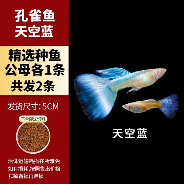 Большие небесно-синие, 1 пара (по одному самцу и самке), 4–5 см
