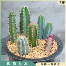 �������ϼ��M������� ����ľ �{���������ƶ���ֲ���k���҉�����