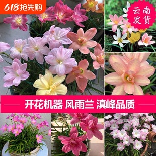 ����6�w�͟��L���Օ��_���C���L���m�������ذ��҃ȷN���̨����