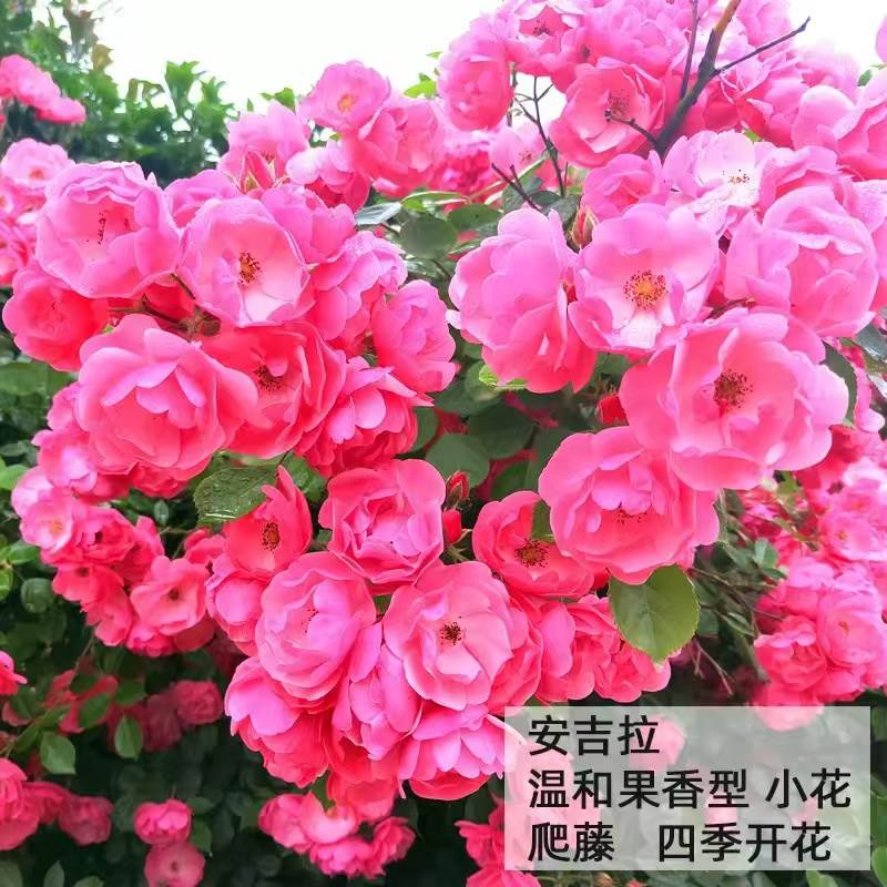 2年生爬藤月季小苗蔷薇花苗爬藤四季开花爬墙植物花苗