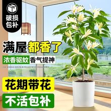 mm绨ֲ҃ͥԺGֲSm׻ļ_