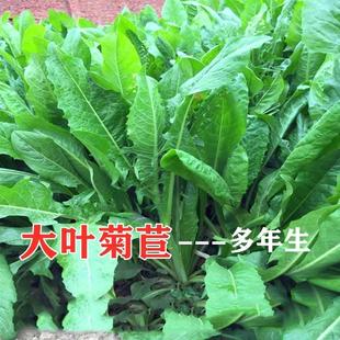 ���ĲݷN�Ѵ��~����������ţ�~�u���Z�Bֳ�ļ����ݷN�ӷNֲ�߮a
