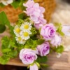 (Cross-border trading), fresh chamomile contains rose, set, Japanese and Korean