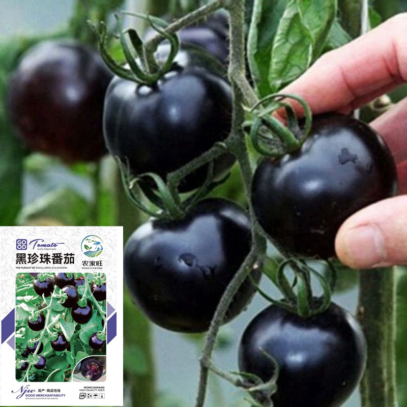 黑珍珠番茄种子农田菜园盆栽脆嫩紫红黄圣女钻石小西红柿籽新品种