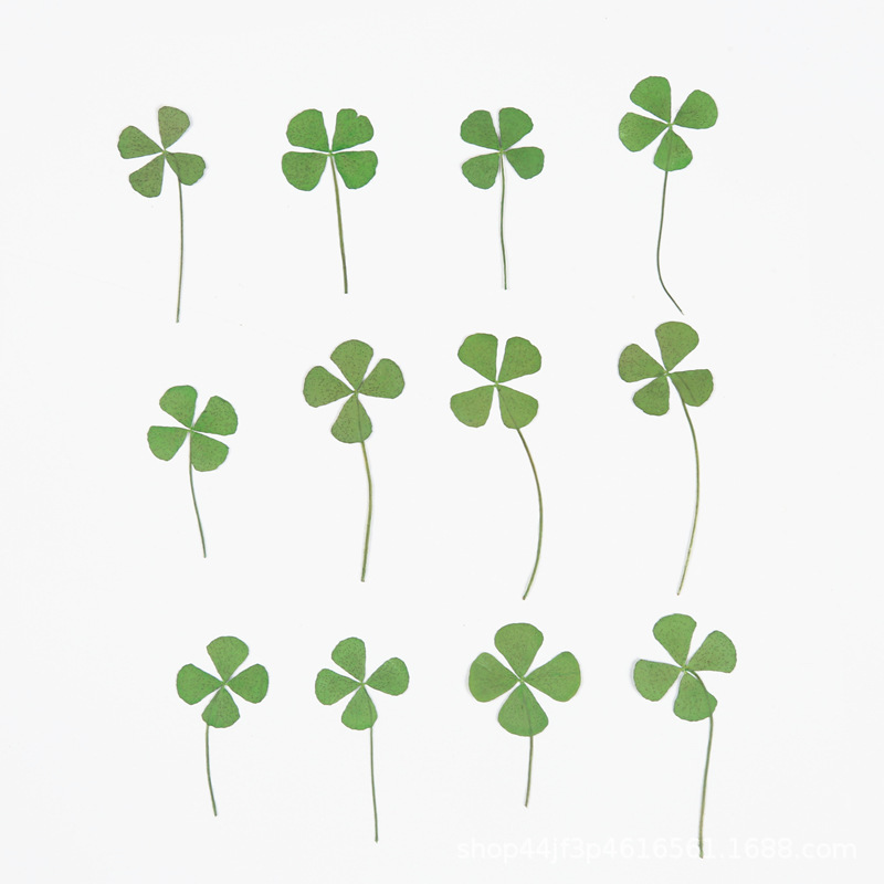 Four-leaf clover Lucky Grass Plant Specimen Dried Flower Embossed Baffle Nail Art Nail Makeup Material Natural Real Flower Real Leaf