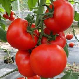 高产大番茄种子超甜超大红果大西红柿种子批发高温蔬菜瓜果种籽