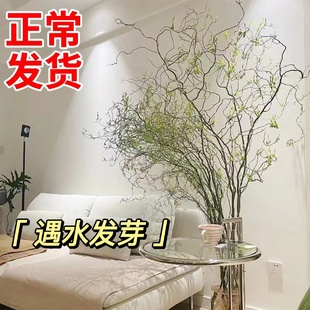 龙柳鲜枝插花客厅水培植物花卉室内鲜花四季好养活水养干枝支雪柳-阿里巴巴