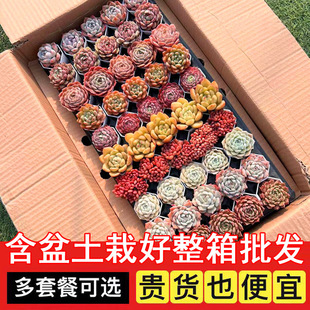 Succulent Wholesale Succulent Plants with Pots Succulent Potted Plants with Pots Wholesale Balcony Succulent Plant Packages