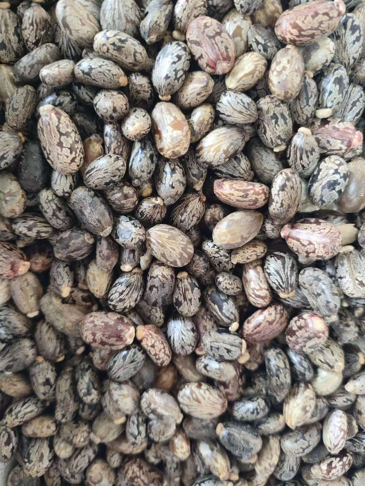 Castor Bean Seeds (Ricinus communis) — Dried Herbal Seed, 500g key features
