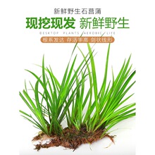 石菖蒲水草水陆缸造景素材鱼缸草铁丝兰迷你小剑兰水剑后景绿植草