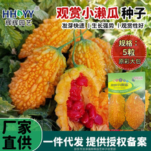 观赏小濑瓜种子赖葡萄金铃子小癞瓜黄金小苦瓜种金玲子农家蔬菜种