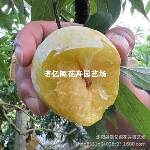 ��������S���Ә�����Ʒ�N�����㙉���Ӽ޽�Ó��������ϱ����Nֲ