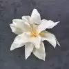 Silk 13CM Lily Head-New Champagne