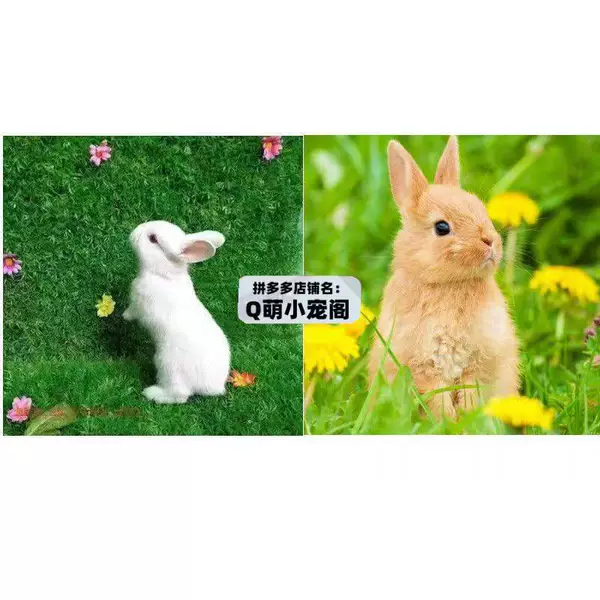 Little White Rabbit + Golden. Princess Rabbit