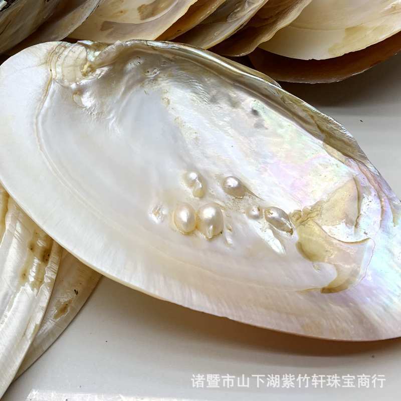 珍珠母贝壳 沾珠蚌壳 工艺母贝 珍珠蚌壳 淡水珍珠蚌壳打磨处理-阿里巴巴