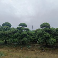 25-35公分罗汉松浙江雀舌罗汉松15-35公分罗汉松