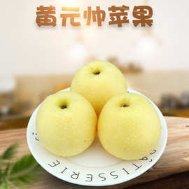【严选】山东烟台黄元帅苹果 代发3斤新鲜水果冰糖心脆甜金帅苹果