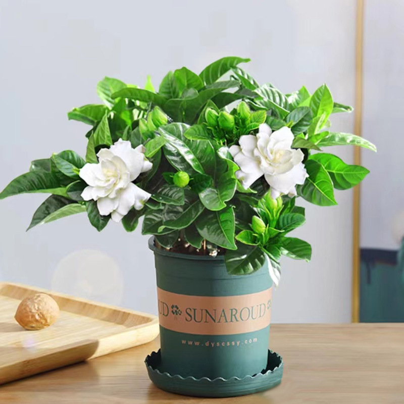 [국산 핫모델] 치자나무 1포트 + 갤런포트 + 영양비료