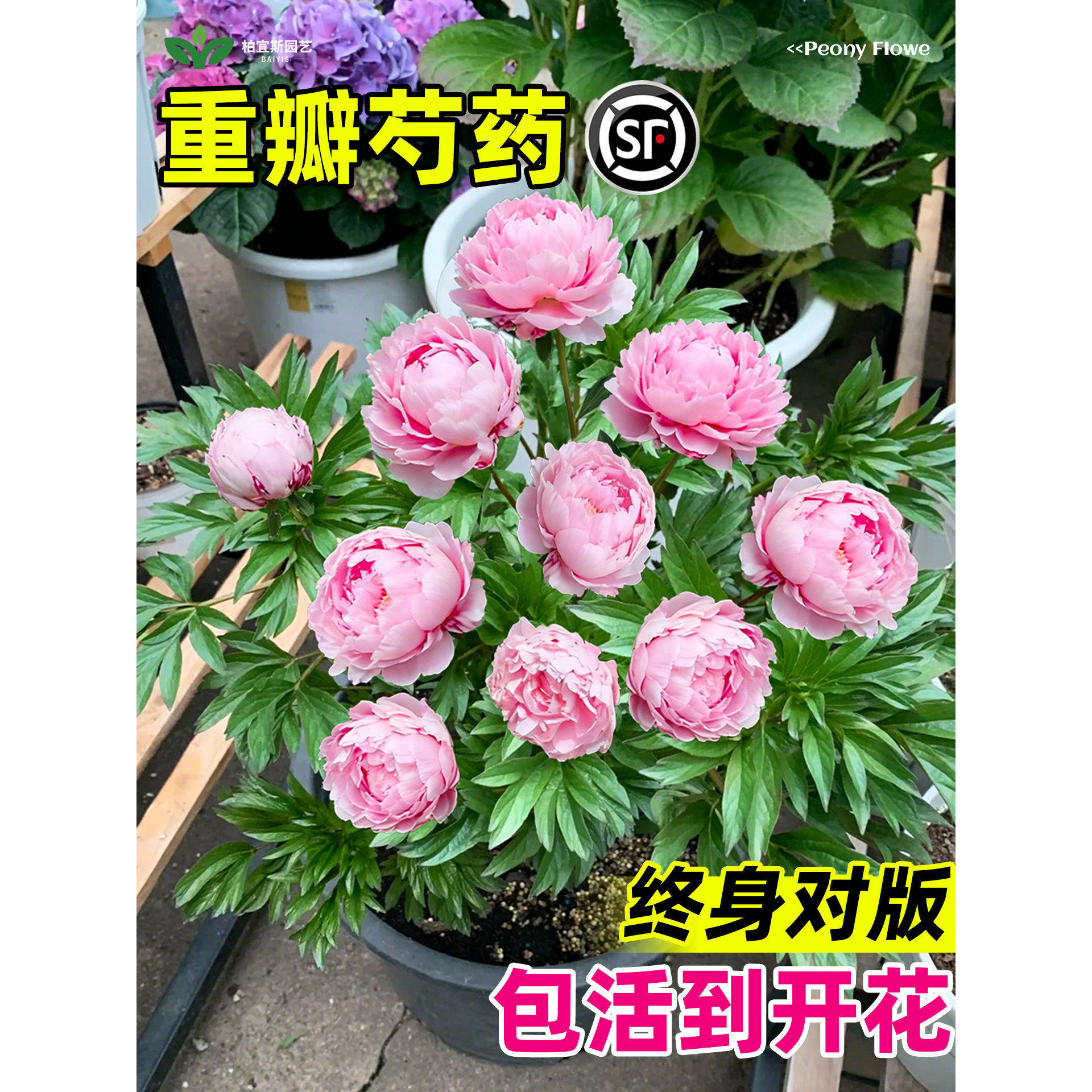 �ذ���ș���玧ѿ����K�ļ��_���������̨ͥԺ�����^�������ͺ�
