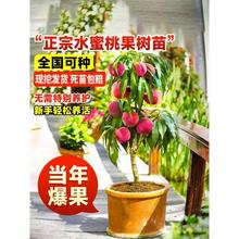早熟水蜜桃树苗嫁接黄桃树苖树当年结果南方北方种植树苗桃树果苗