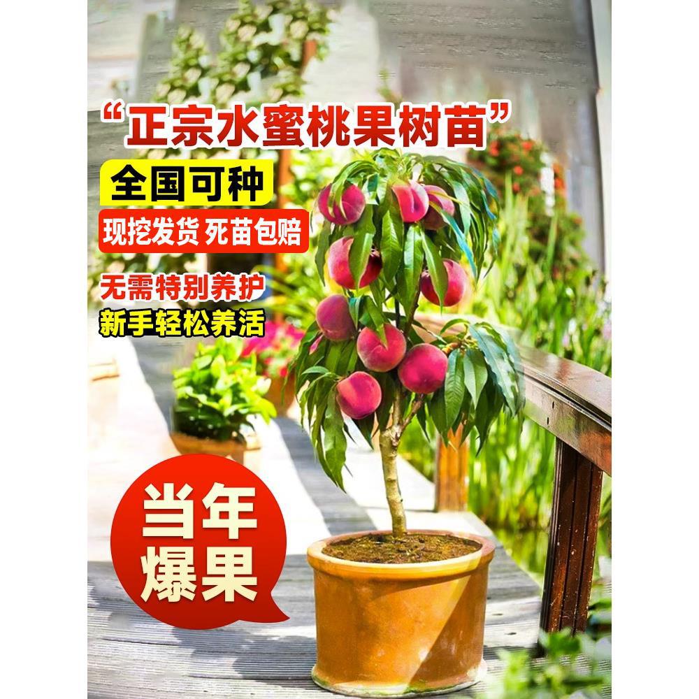 早熟水蜜桃树苗嫁接黄桃树苖树当年结果南方北方种植树苗桃树果苗