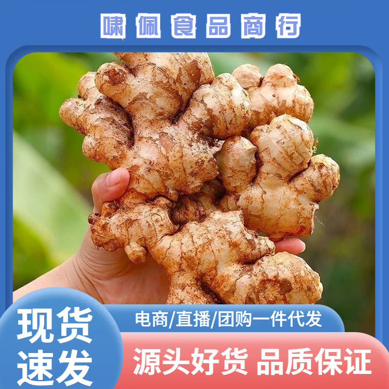 Yunnan Small Yellow Ginger, Fresh Ginger, Old Ginger, Whole Pieces with Free Shipping, Seasonal Freshly Dug Vegetable Ginger, One-Piece Dropshipping, Simple Packaging Series Yunnan Small Yellow Ginger, Fresh Ginger, Old Ginger, Whole Pieces with Free Shipping, Seasonal Freshly Dug Vegetable Ginger, One-Piece Dropshipping, Simple Packaging Series