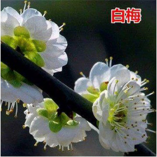 ��÷����÷ͥԺֲ��t÷�G÷����÷��ɰ÷�����D÷�仨�������ͺ�