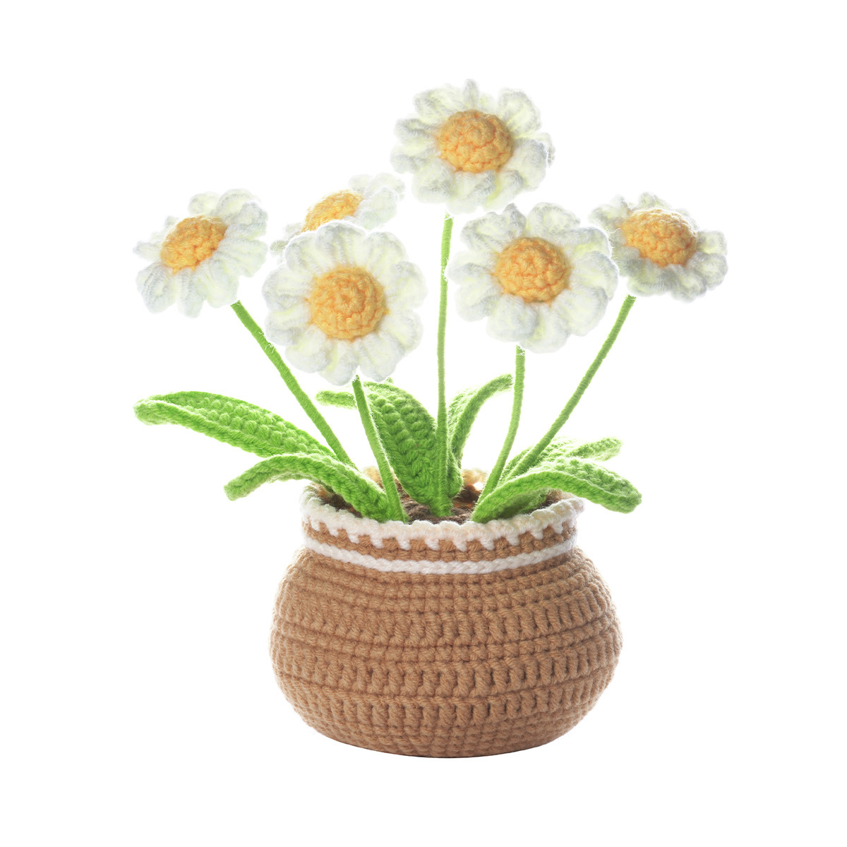 Small daisy large potted plant