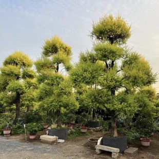 2410 Base Supply Shape Golden Fragrant Willow 3- 4m High Thousand Layer Gold Courtyard House Landscape Tree