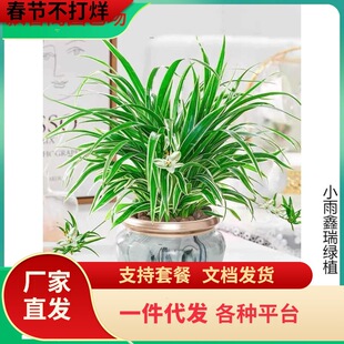 һ�����l��߅���m���Ի���ֲ���҃ȃ����՚�С�Gֲˮ�ഹ���͏d��