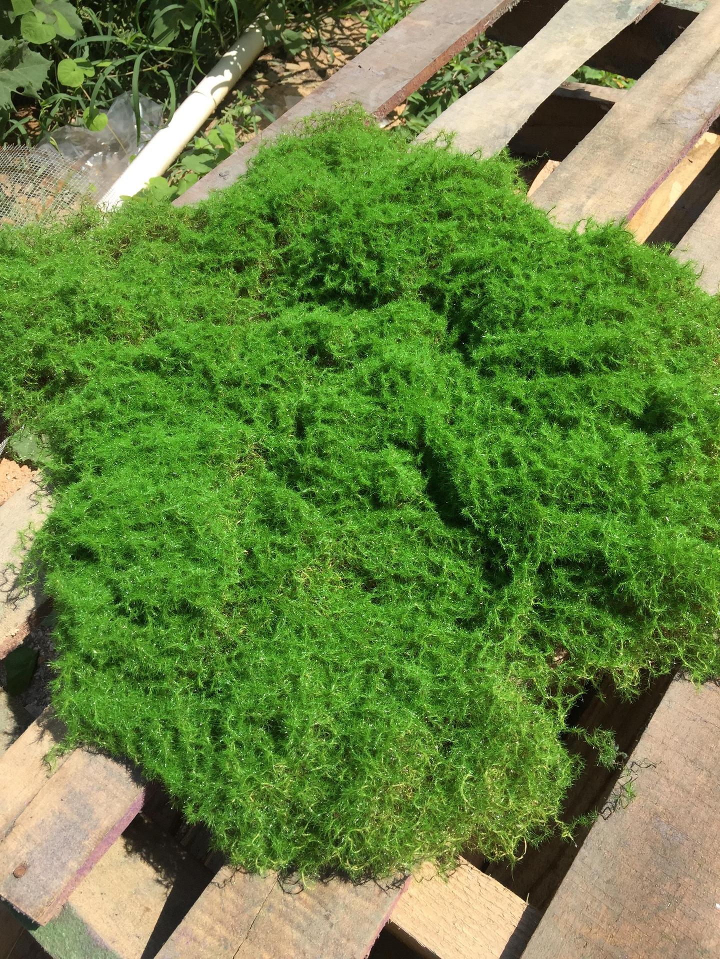 1 piece of tearable thickened green moss (45X55cm)