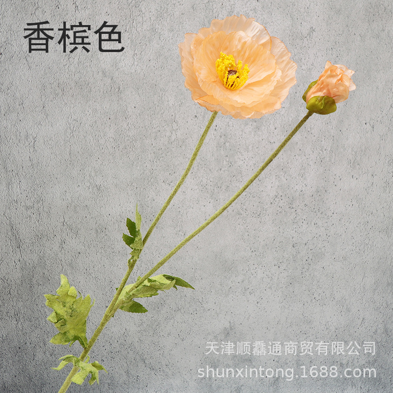 大虞美人香槟色1.jpg