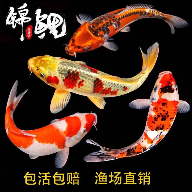 锦鲤活鱼冷水观赏鱼好养耐活金鱼红草金小鱼苗易活好养耐寒招财