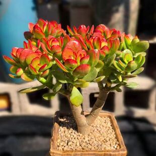 ���t���¼t�~�Ϙ�������ֲ�����ֺ��B�Gֲ���ܼtɫ������Ϙ�