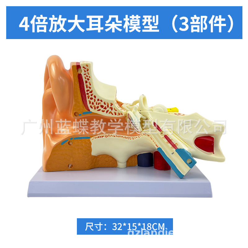 ��ѧ�����������Ŵ�ģ�Ͷ����������ڶ�������ϵͳ���乹��ҽѧ