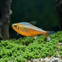 �S��ɿ����~�����M��F1�S��׽�ɿ��޺��������ϧ�^�p�~���w�~