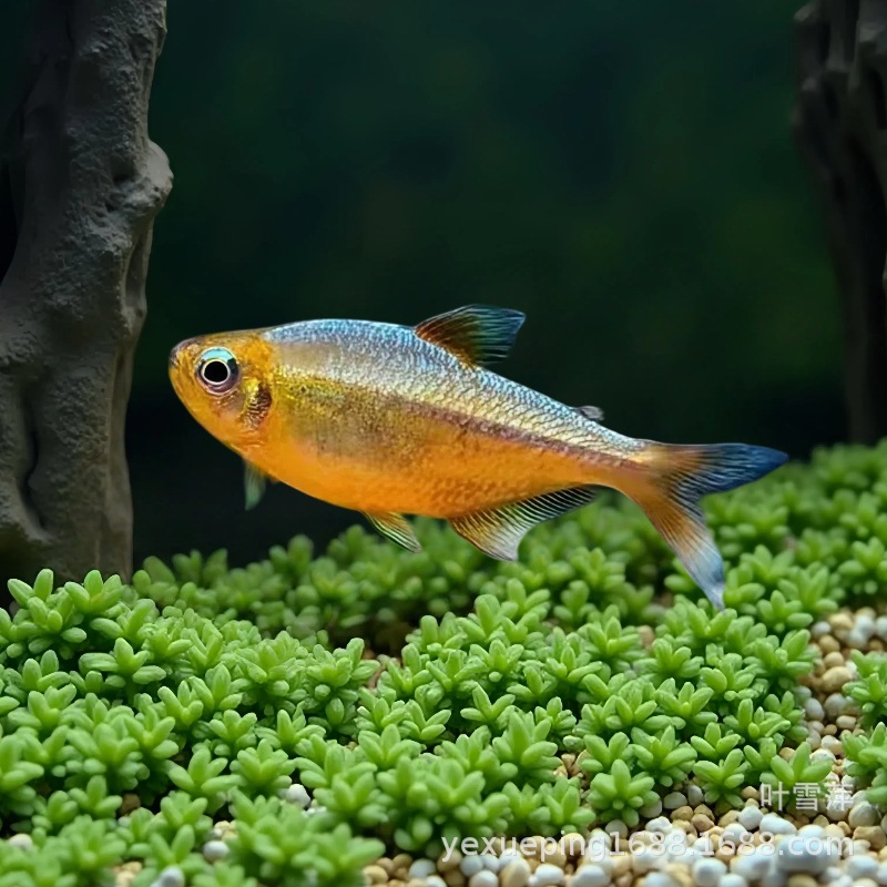 黄金可卡灯鱼南美进口F1黄金白金可卡霓虹帝王灯珍惜观赏鱼活体鱼