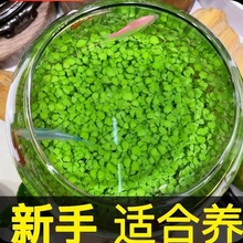 �~��ˮ�ݷN�����B����ƿ�쾰�ײ�ֲ��N����ˮ�������������b�