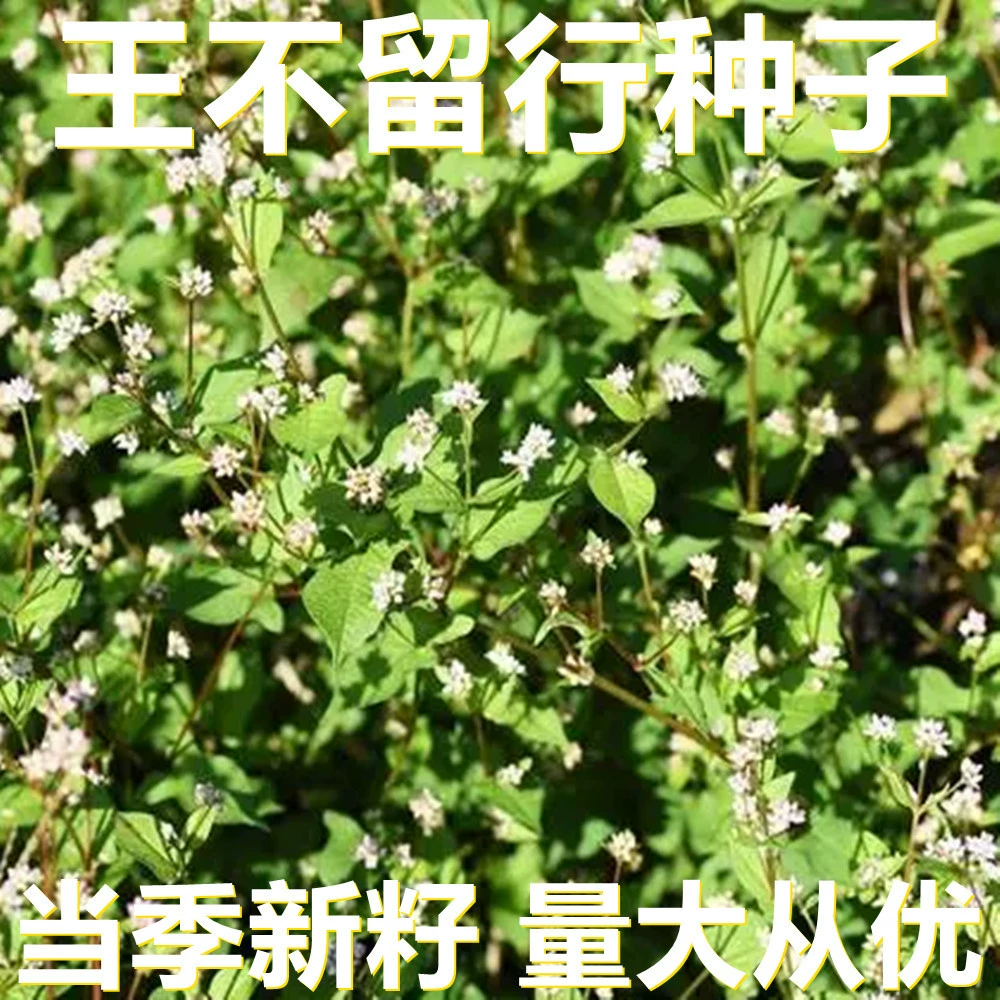 Семена Wangbuliu 500 г в мешках оптом, прямые поставки с места происхождения, сезонные новые семена, семена садовых растений