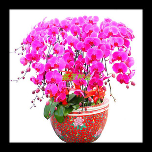 �����m���N�� �����_����������m���� �̨�����ļ��׷N��ֲ����