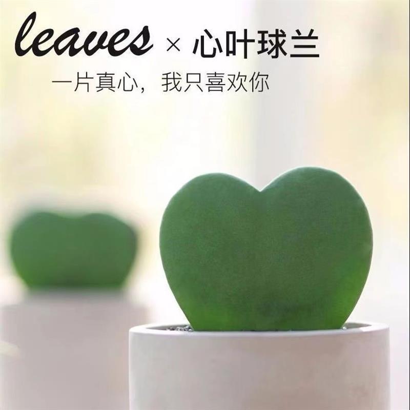 心叶球兰多肉小盆栽一片心情人节礼物花卉室内绿植办公室净化空气