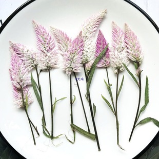 �Pβ�� �u�ڻ��ɻ������������R�������F���ֹ�����zѺ����