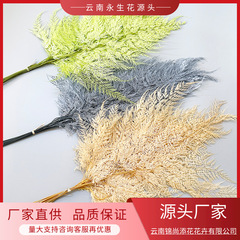 Snowflake Fern Everlasting Flower Fern Leaf【Cyathea Filiformis】Real Flower Specimen DIY Home Decor Mountain Fern Wholesale