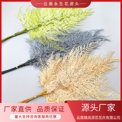 Snowflake Fern Everlasting Flower Fern Leaf【Cyathea Filiformis】Real Flower Specimen DIY Home Decor Mountain Fern Wholesale
