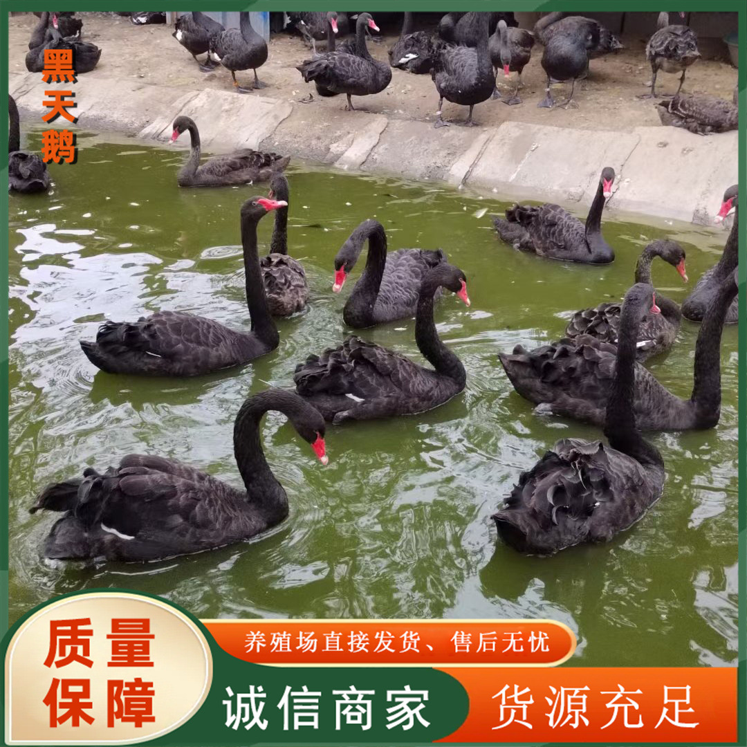 0a8719f1af9ec4caa410a7ab063b3c